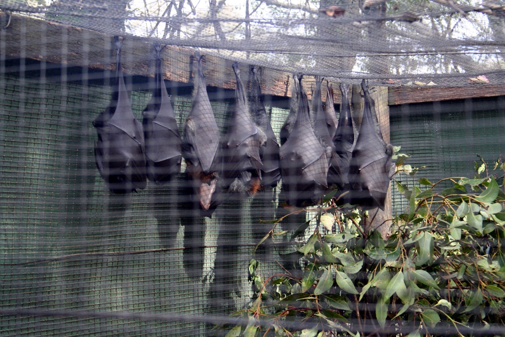 Fruit Bats (
